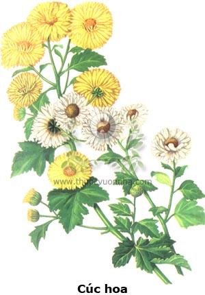 cúc hoa, cam cúc, cam cúc hoa, chân cúc, dược cúc, bạch cúc hoa, cúc hoa trắng, Chrysanthemum morifolium Ramat., dã cúc, dã hoàng cúc, kim cúc, cúc riềng vàng, Chrysanthemum indicum L.