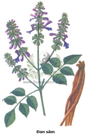 đan sâm, huyết sâm, xích sâm, huyết căn, sơn sâm, tử đan sâm, hồng căn, tử sâm, Salvia multiorrhiza Bunge