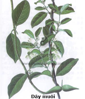 dây muôi, dây thìa canh, vũ hoa đằng, chủy canh đằng, Gymnema sylvestre (Retz.) R. Br. ex Schult.