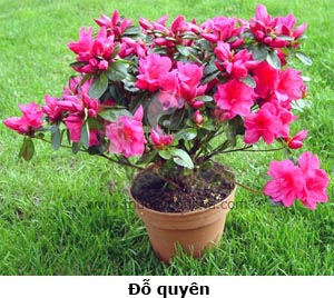 đỗ quyên, quyên hoa, ánh sơn hồng, mãn sơn hồng, Rhododendron simsii Planch