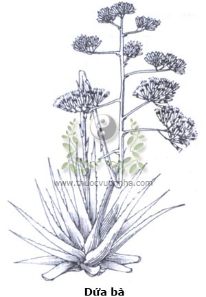 dứa bà, dứa Mỹ, thùa, lưỡi lê, long thiệt lan, nil pisey, agave, Agave americcana L.