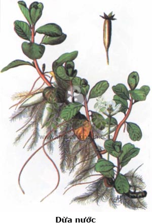 dừa nước, rau dừa nước, rau dừa trâu, co nha pót, thủy long, du long thái, quá đường xà, Jussiaea repens L., Ludwigia adscendens (L.) Hara) 