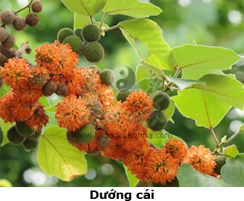 cây dướng, chử thụ, chử đào thụ, giác thụ tử, dã dương mai tử, xa, Broussonetia papyrifera Vent.