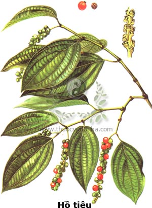 hắc hồ tiêu, Fructus Piperis nigrum, bạch hồ tiêu, Fructus Piperis album