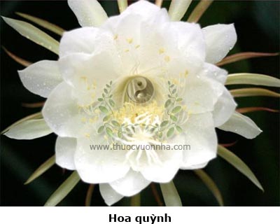 hoa quỳnh, đàm hoa, phượng hoa, kim câu liên, nữ hoàng trong đêm, Epiphyllum oxypentalum (DC.) Haw.