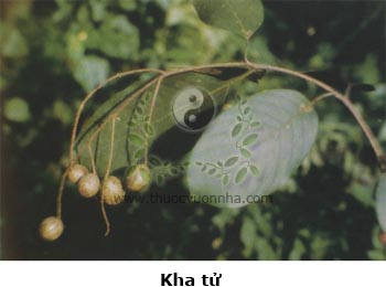 kha tử, kha tử nhục, kha tử bì, kha lê lặc, cây chiêu liêu, Terminalia chebula Retz., Terminalia reticulata Roth., Myrobalanus chebula Gaertn.