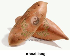 khoai lang