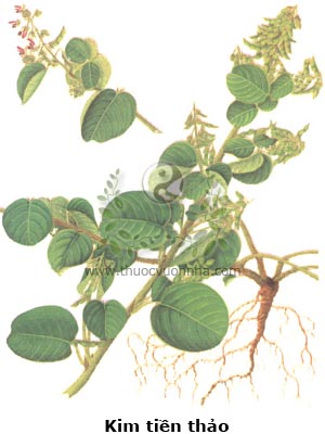 kim tiền thảo