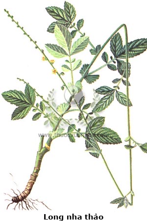 tiên hạc thảo, mạ lìn an, long nha thảo,  Agrimonia  pilosa ledeb var nepalesis (D. Don) Nakai