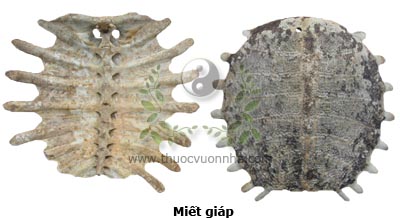 miết giáp, mai ba ba, thủy ngư xác, giáp ngư, miết xác, cua đinh, Trionyx sinensis Wiegmann