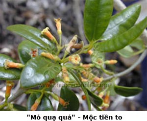 mỏ quạ quả, mộc tiền to, dây mỏ quạ to, song ly to, Dischidia rafflesiana Wall., D. major (Vahl) Merr.)