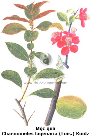 mộc qua, Chaenomeles lagenaria (Lois.) Koidz