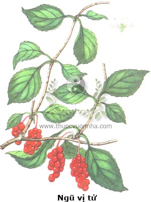 ngũ vị tử, Schisandra sinensis Baill.