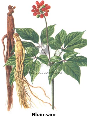 nhân sâm, Panax ginseng, sâm Hoa kỳ, Sâm Canada, Tây dương sâm, Dương sâm, Nhân sâm Quảng Đông, Ngũ diệp sâm