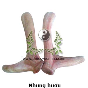 nhung hươu, sừng hươu