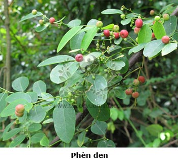 cây phèn đen, phèn đen, cây nỗ, cây nổ, tảo phàn diệp, sáp tràng thảo, Phyllanthus reticulatus Poir, họ Thầu dầu (Euphorbiaceae)