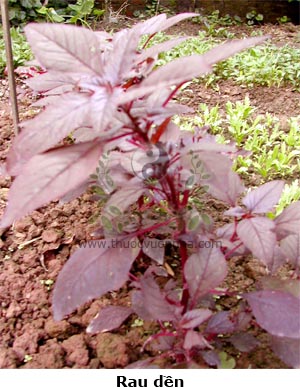 rau dền, Amaranthus tricholor L.