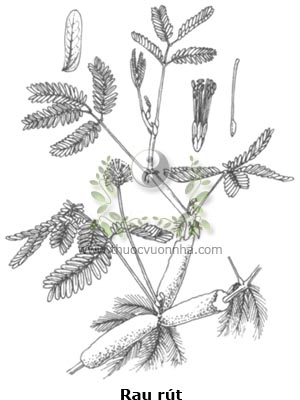 rau rút, rau nhút, rau dút, quyết thái, thủy hồ điệp, Neptunia oleracea Lour, N. prostrata Bail