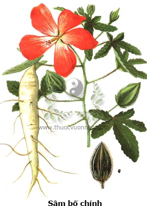 sâm phú yên, sâm bố chính, bụp sâm, sâm thổ hào, sâm báo, Hibiscus sagittifolius Kurz, Abelmoschus sagittifolius L. Merr., Hibiscus apelmoschus L.