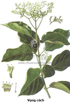 vọng cách, cây cách, bọng cách, Premna serratifolia L., Premna integrifolia L., Gumira littorea Rumph.