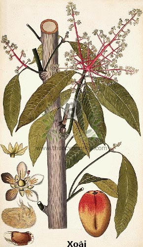 Mangifera indica L., cây xoài, trái cây ái tình, trái cây hy vọng, vua của các loài quả, bách quả chi vương