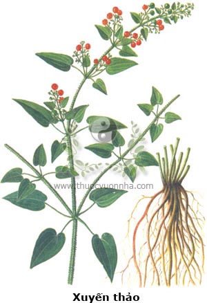 xuyến thảo, thiến thảo, khiếm thảo, mao sáng, dù mi nhùa, nùng si sẻng, hùng sì sẻng, kim tuyến thảo, tây thảo, thiên căn, thiến căn, huyết kiến sầu, địa huyết, hoạt huyết đan, Rubia cordifolia L.