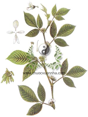 ba chẽ, 假木豆, niễng đực, Desmodium cephalotes Wall, họ Cánh bướm Fabaceae, Papilionaceae