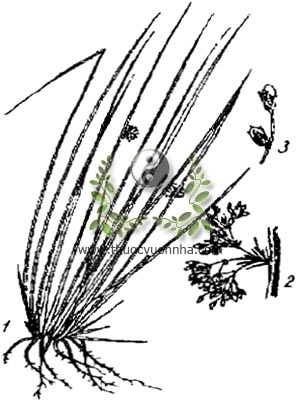 bấc đèn, cỏ bấc đèn, 燈心草, 灯心草, đăng tâm thảo, Juncus effusus L. var. decipiens Buch, họ Bấc, Juncaceae