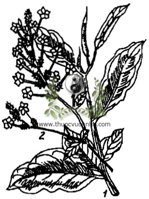 bạch hoa xà, 白花丹, bạch tuyết hoa, cây chiến, cây đuôi công, pit phì khao, xitraca, Plumbago zeylanica L., Thela alba Lour., họ Đuôi công, Plumbaginaceae