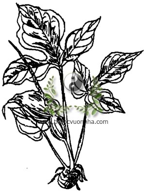 bán hạ Việt Nam, Typhonium divaricatum, 半夏