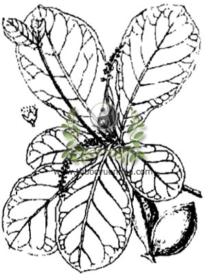 bàng, 欖仁樹, quang lang, chambok barang parcang prang, badamier, Terminalia catappa L., họ Bàng, Combretaceae