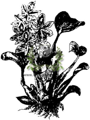 bèo tây, 大水萍, bèo Nhật Bản, lộc bình, Eichhornia crassipes Solms., họ Bèo tây, Pontederiaceae