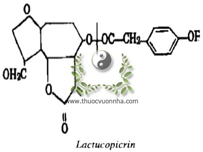 Lactucopicrin, este p. hydroxy phenylaxetic