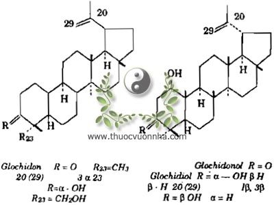 glochidonol, C30H48O2, glochidion, C30H50O2