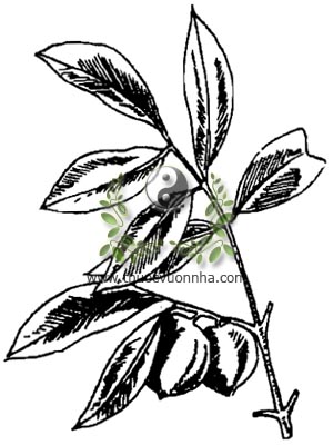 bứa, 木竹子, Garcinia oblongifolia Champ., họ Măng cụt, Clusiaceae, Guttiferae