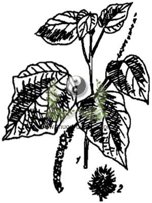 bùng bục, 毛桐, bục bục, bông bét, cây lá ngõa kok po hou, Mallotus barbatus Muell. et Arg., họ Thầu dầu, Euphorbiaceae