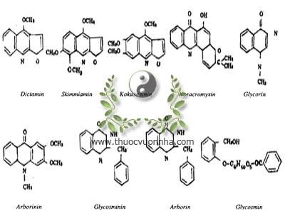 ancaloit, dictamin C12H9O2N, skimmiamin C14H13O4N, kokusaginin C14H13O4N, noracromyxin C19H17O3N, arborin C16H14ON2, arborinin, glycorin C9H8ON, glycosminin C15H12ON