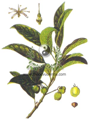 bưởi bung, 山小橘, cây cơm rượu, cát bối, co dọng dạnh, Glycosmis pentaphylla Corr., Glycosmis cochinchinensis (Lour.) Pierre), họ Cam quít, Rutaceae