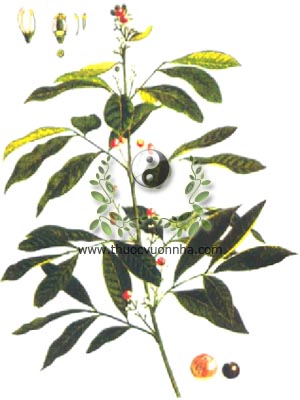 bưởi bung, 山小橘, cây cơm rượu, cát bối, co dọng dạnh, Glycosmis pentaphylla Corr., Glycosmis cochinchinensis (Lour.) Pierre), họ Cam quít, Rutaceae