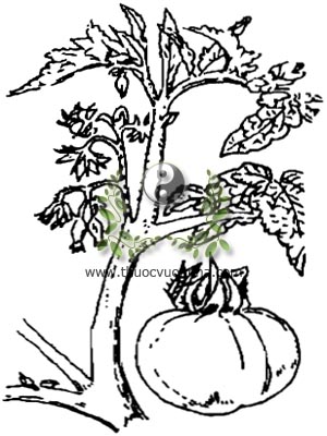 cà chua, 番茄, cà dầm, tomate, Lycopersicum esculentum Mill, họ Cà, Solanaceae