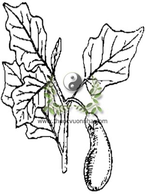 cà dái dê tím, 茄子, Solanum melongena L., họ Cà, Solanaceae