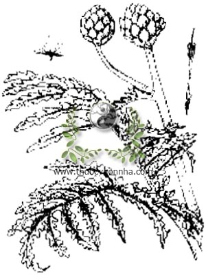 cây áctisô, actiso, 菜薊, 菜蓟, Cynara scolymus L., họ Cúc Asteraceae, Compositae