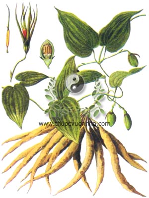 cây bách bộ, 百部, dây đẹt ác, dây ba mươi, Stemona tuberosa Lour, họ Bách bộ, Stemonaceae