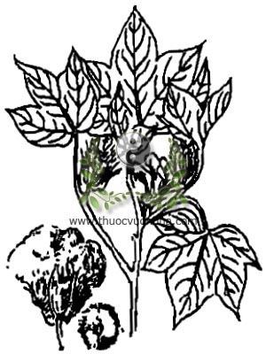cây bông, Gossypium sp., họ bông, Malvaceae