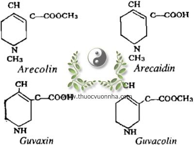 Arecolin, Arecaidin, Guvaxin, Guvacolin