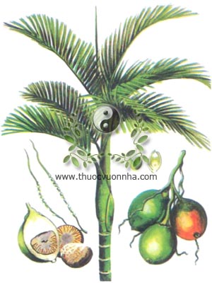cây cau, 檳榔, 槟榔, binh lang, tân lang, Areca catechu L., họ cau dừa, Palmae, Arecaceae