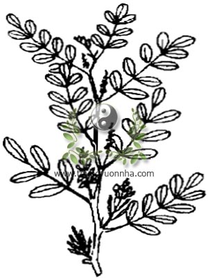 cây chàm, 青黛, bột chàm, Indigo pulverata levis, Indigofera tinctoria L., họ Cánh bướm, Fabaceae