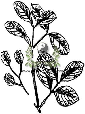 cây chân bầu, chân bầu, cây chưng bầu, song ke, Combretum quadrangulare Kurz, Combretum attenuatum Wall, họ Bàng, Combretaceae