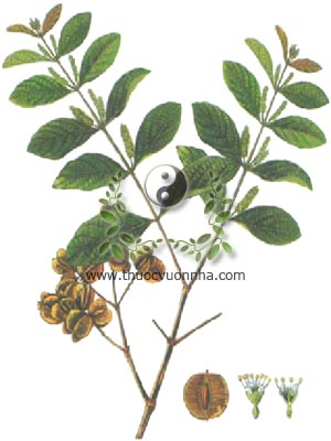 cây chân bầu, chân bầu, cây chưng bầu, song ke, Combretum quadrangulare Kurz, Combretum attenuatum Wall, họ Bàng, Combretaceae