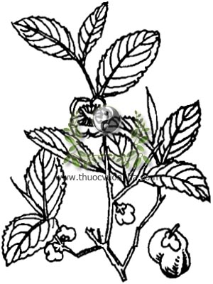 cây chè, 茶, trà, Camellia sinensis O. Ktze, Thea chinensis Seem, họ Chè, Theaceae